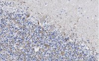 Anti-VGAT Antibody, clone 2E6 ZooMAb� Rabbit Monoclonal 