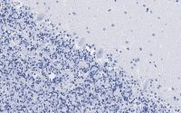 Anti-VGAT Antibody, clone 2E6 ZooMAb® Rabbit Monoclonal