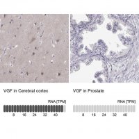Anti-VGF antibody produced in rabbit