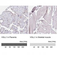 Anti-VGLL1 antibody produced in rabbit