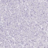 Anti-VGLL1 antibody produced in rabbit