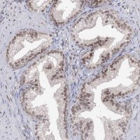 Anti-VGLL4 antibody produced in rabbit