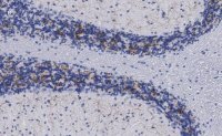 Anti-VGLUT2 Antibody, clone 3C2, ZooMAb� Rabbit Monoclonal 