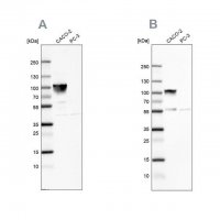 Anti-VIL1 antibody produced in rabbit 