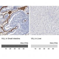 Anti-VILL antibody produced in rabbit 