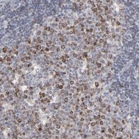 Anti-VPREB3 antibody produced in rabbit HPA003041-100UL