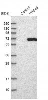 Anti-VPS45 antibody produced in rabbit 