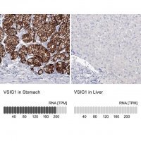 Anti-VSIG1 antibody produced in rabbit 
