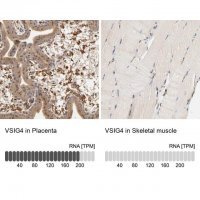 Anti-VSIG4 antibody produced in rabbit 