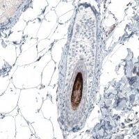 Anti-VSIG8 antibody produced in rabbit 