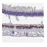 Anti-VSX2 antibody produced in rabbit 