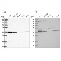 Anti-VTA1 antibody produced in rabbit HPA030969-100UL