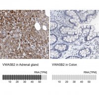 Anti-VWA5B2 antibody produced in rabbit 