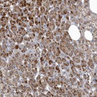 Anti-VWA5B2 antibody produced in rabbit 