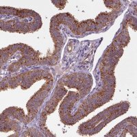 Anti-WARS2 antibody produced in rabbit 