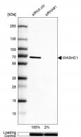 Anti-WASHC1 antibody produced in rabbit