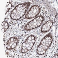 Anti-WBP1L antibody produced in rabbit HPA038371-100UL