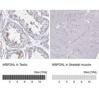 Anti-WBP2NL antibody produced in rabbit 