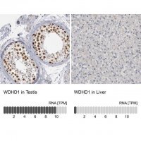 Anti-WDHD1 antibody produced in rabbit 