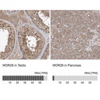 Anti-WDR26 antibody produced in rabbit