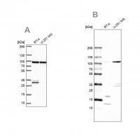 Anti-WDR48 antibody produced in rabbit 