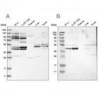 Anti-WDR53 antibody produced in rabbit 