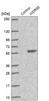 Anti-WDR55 antibody produced in rabbit HPA043470-100UL