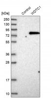 Anti-WDTC1 antibody produced in rabbit HPA028182-100UL