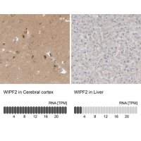 Anti-WIPF2 antibody produced in rabbit 