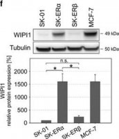 Anti-WIPI1 antibody produced in rabbit