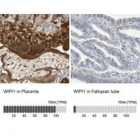 Anti-WIPI1 antibody produced in rabbit