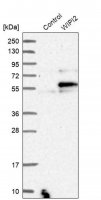 Anti-WIPI2 antibody produced in rabbit 