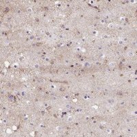 Anti-WNT10B antibody produced in rabbit 