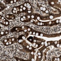 Anti-WRB antibody produced in rabbit