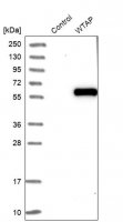 Anti-WTAP antibody produced in rabbit HPA010549-100UL