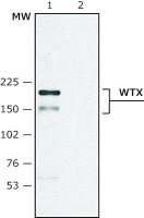 Anti-WTX (C-terminal) antibody produced in rabbit 