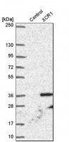 Anti-XCR1 antibody produced in rabbit 
