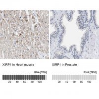 Anti-XIRP1 antibody produced in rabbit 