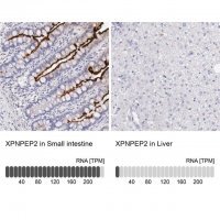 Anti-XPNPEP2 antibody produced in rabbit 