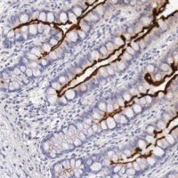 Anti-XPNPEP2 antibody produced in rabbit