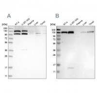 Anti-XPO5 antibody produced in rabbit 