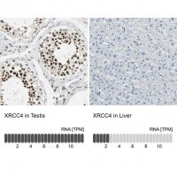 Anti-XRCC4 antibody produced in rabbit 