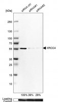 Anti-XRCC4 antibody produced in rabbit 
