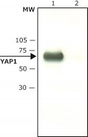 Anti-YAP1 (C-terminal) antibody produced in rabbit 