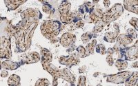 Anti-YAP1 Antibody, clone 4F22, ZooMAb� Rabbit Monoclonal 