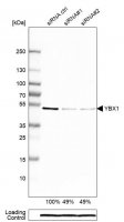 Anti-YBX1 antibody produced in rabbit HPA040304-100UL
