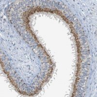 Anti-YIPF3 antibody produced in rabbit 