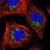 Anti-YIPF3 antibody produced in rabbit 