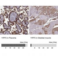 Anti-YIPF5 antibody produced in rabbit 