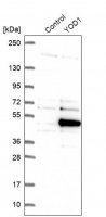 Anti-YOD1 antibody produced in rabbit 